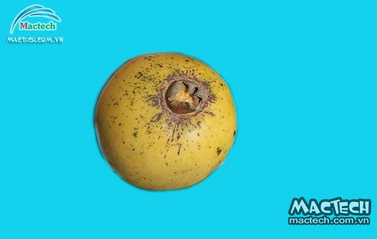 Máy sấy vỏ quả thị Mactech, sấy giữ khô để làm dược liệu