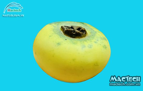 Máy sấy vỏ quả thị Mactech, sấy giữ khô để làm dược liệu