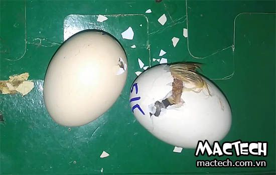 Quay nhanh quá trình trứng gà nở