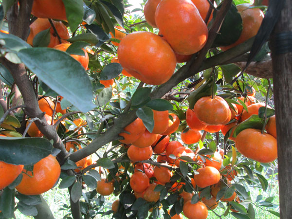 Quýt hồng lai vung Đồng Tháp