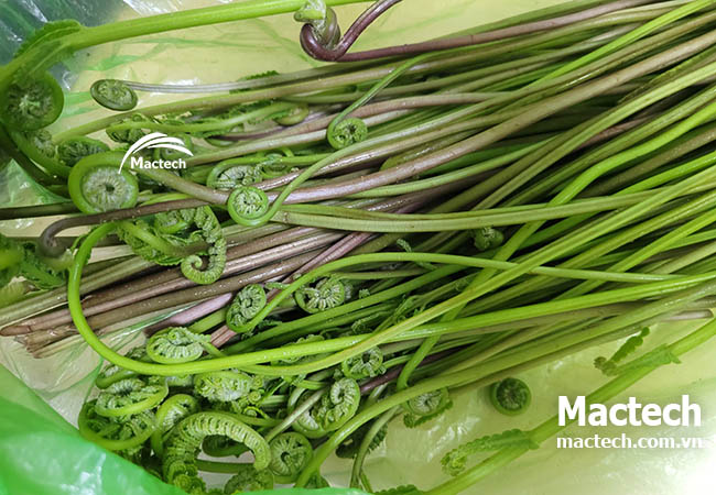 Máy sấy rau dớn Mactech