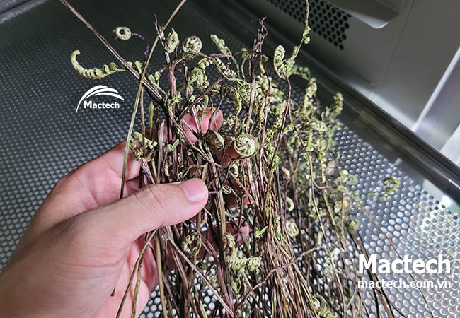 Máy sấy rau củ quả Mactech