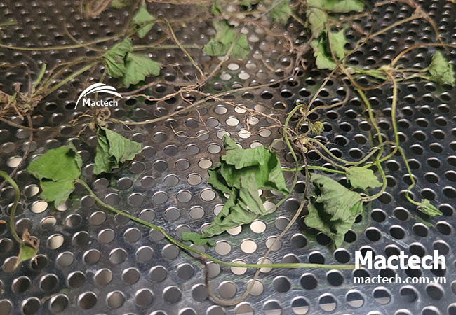 Rau má sấy nhiệt