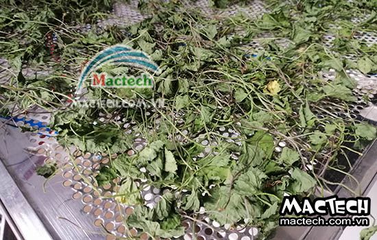Rau má sấy khô nên chọn loại máy sấy nào cho phù hợp