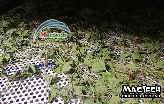 Rau má sấy bị mất màu là do đâu và hướng khắc phục thế nào