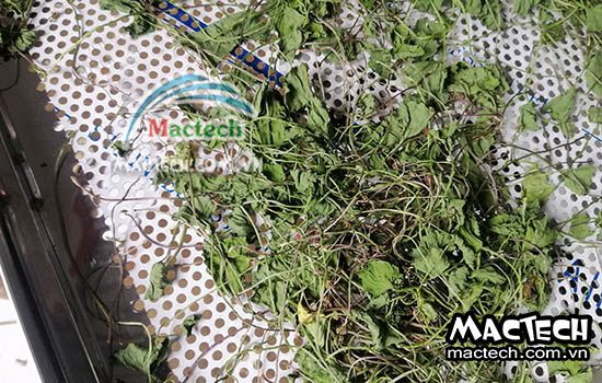 Rau má sấy bị mất màu là do đâu và hướng khắc phục thế nào