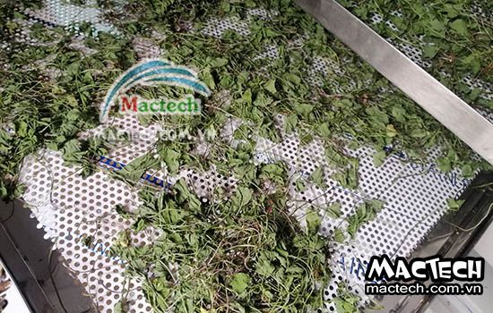 Rau má sấy lâu khô, tìm hiểu nguyên nhân và hướng xử lý