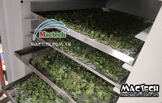 Nhiệt độ sấy rau má bằng máy sấy nhiệt, sấy lạnh, sấy thăng hoa