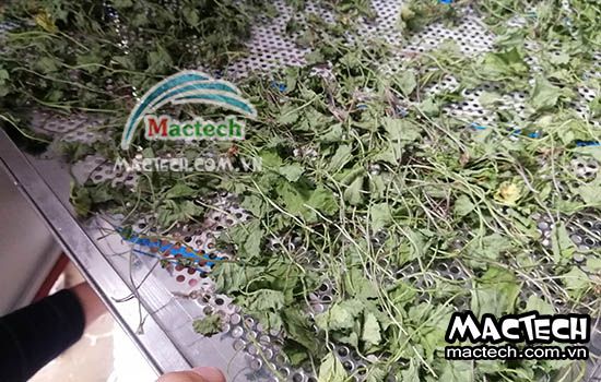 Nhiệt độ sấy rau má bằng máy sấy nhiệt, sấy lạnh, sấy thăng hoa