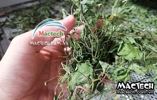 Nhiệt độ sấy rau má bằng máy sấy nhiệt, sấy lạnh, sấy thăng hoa