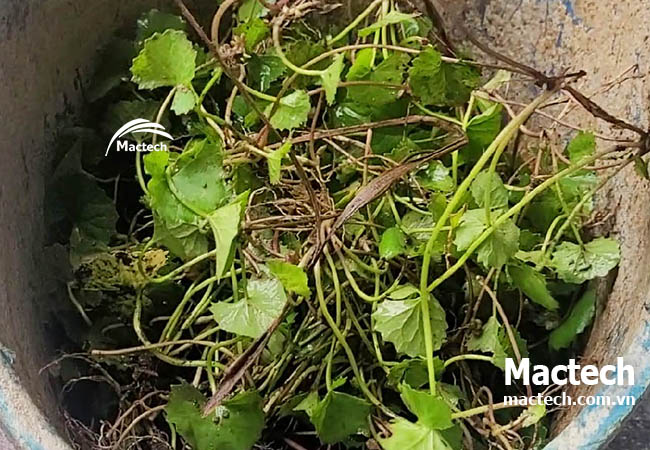 Sấy rau má bằng máy sấy nhiệt