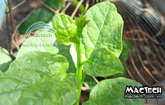 Máy sấy thăng hoa rau mồng tơi Mactech