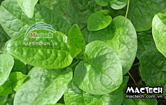 Máy sấy thăng hoa rau mồng tơi Mactech