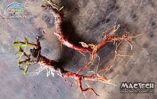 Máy sấy khô rễ cây xấu hổ Mactech, sấy khô làm thuốc