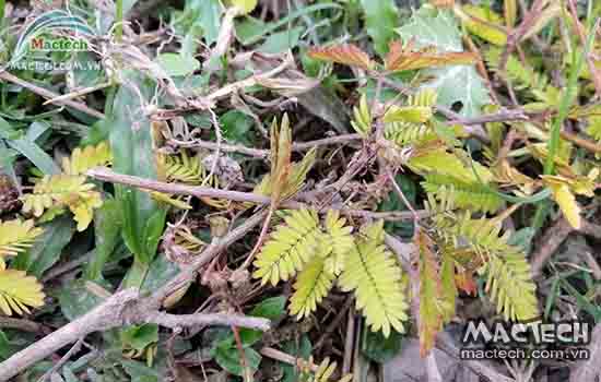 Máy sấy khô rễ cây xấu hổ Mactech, sấy khô làm thuốc