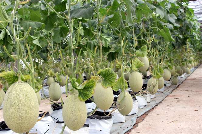 Dưa leo chuẩn bị được thu hoạch