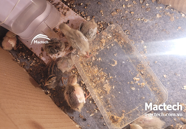 Thời gian ấp trứng gà rutin bao lâu