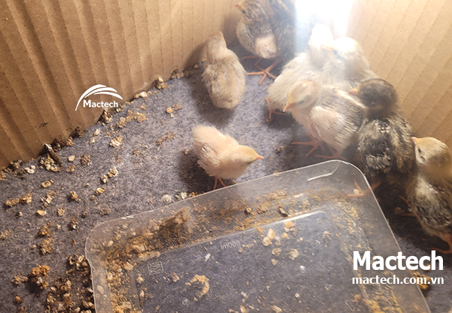 Thời gian ấp trứng gà rutin bao lâu