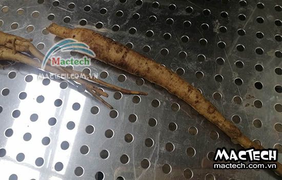 Máy sấy thăng hoa nhân sâm Mactech, sấy khô dược liệu cao cấp