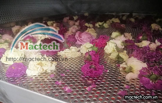 Máy sấy hoa hồng Mactech, sấy khô giữ màu sắc đẹp, giữ mùi thơm của hoa