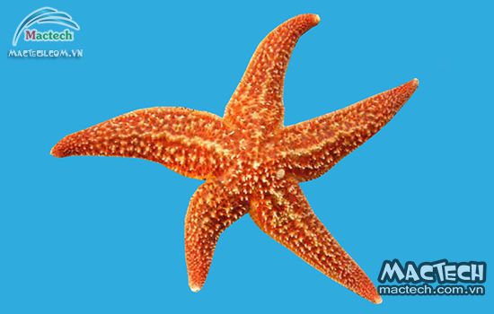 Máy sấy khô sao biển Mactech