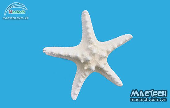 Máy sấy khô sao biển Mactech