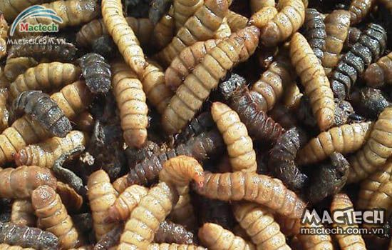 Máy sấy sâu canxi Mactech