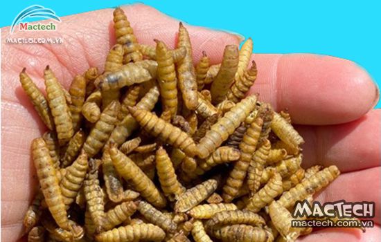 Máy sấy sâu canxi Mactech