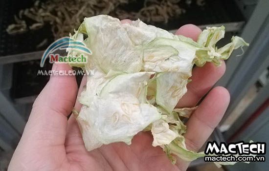 Máy sấy thăng hoa quả bầu Mactech