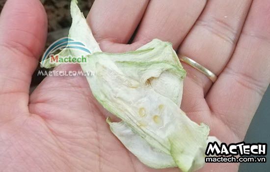 Máy sấy thăng hoa quả bầu Mactech