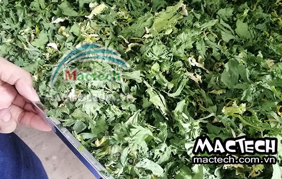 Máy sấy lạnh cần tây Mactech