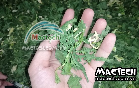 Máy sấy cần tây Mactech