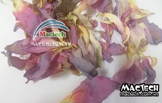 Máy sấy lạnh cánh hoa sen Mactech, sấy giữ mùi thơm của cánh hoa sen