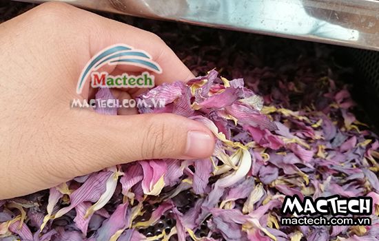 Thời gian sấy cánh hoa sen bao lâu thì khô