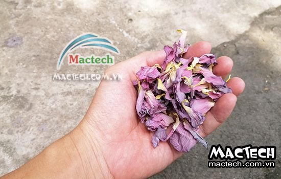 Cách sấy cánh hoa sen bằng máy Mactech cho chất lượng tốt