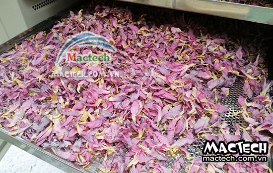 Cánh hoa sen sấy bị mất màu, nguyên nhân và hướng khắc phục