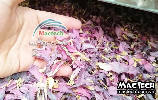 Cánh hoa sen sấy bị mất màu, nguyên nhân và hướng khắc phục