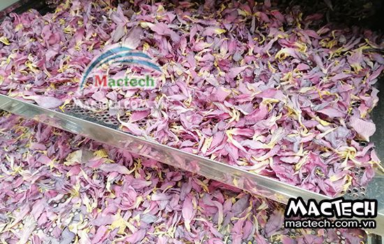 Cánh hoa sen sấy bị mất màu, nguyên nhân và hướng khắc phục