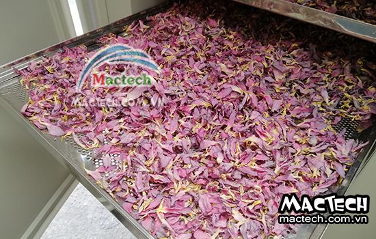 Cánh hoa sen có nên sấy thăng hoa hay không, vì sao?