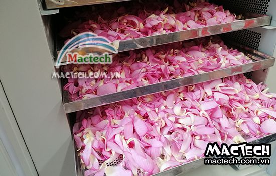 Cách sấy cánh hoa sen bằng máy Mactech cho chất lượng tốt
