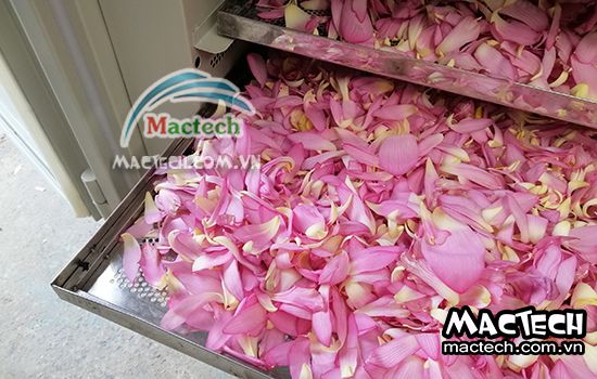 Sấy cánh hoa sen nên chọn loại máy sấy nào