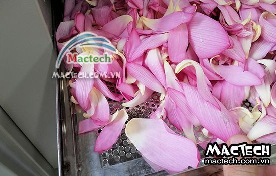 Cách sấy cánh hoa sen bằng máy Mactech cho chất lượng tốt