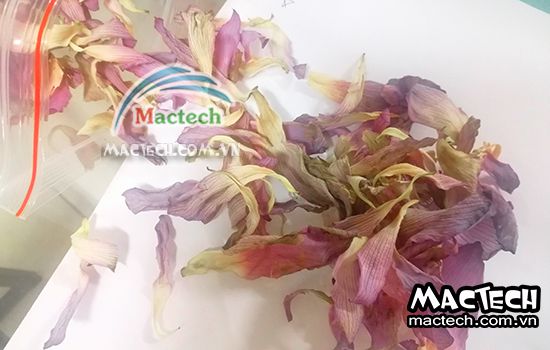 Nhiệt độ sấy cánh hoa sen bao nhiêu cho phù hợp, khô nhanh, giữ mùi