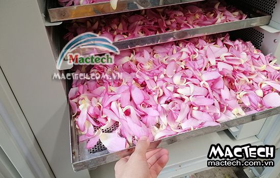 Cách sấy cánh hoa sen bằng máy Mactech cho chất lượng tốt