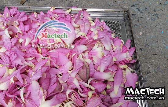 Cánh hoa sen sấy bị đen và hướng khắc phục như thế nào