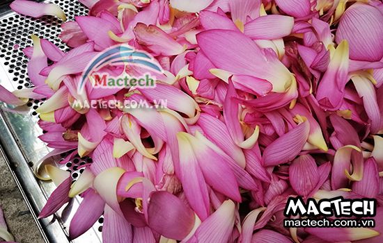 Cánh hoa sen sấy bị đen và hướng khắc phục như thế nào