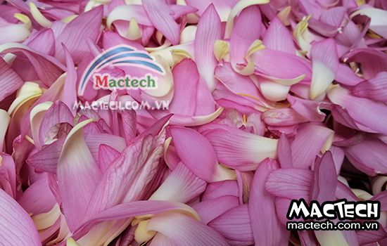 Cánh hoa sen sấy bị đen và hướng khắc phục như thế nào