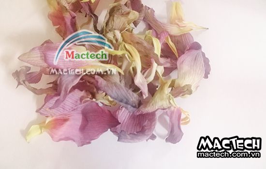 Nhiệt độ sấy cánh hoa sen bao nhiêu cho phù hợp, khô nhanh, giữ mùi