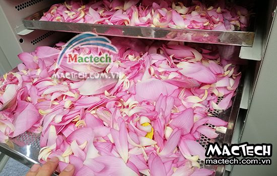 Máy sấy lạnh cánh hoa sen Mactech, sấy giữ mùi thơm của cánh hoa sen