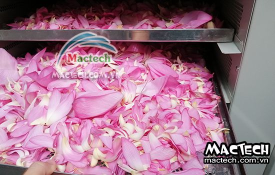 Máy sấy lạnh cánh hoa sen Mactech, sấy giữ mùi thơm của cánh hoa sen